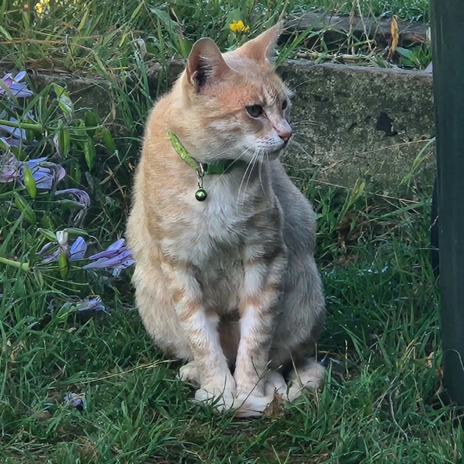 Blondie sitting in the garden