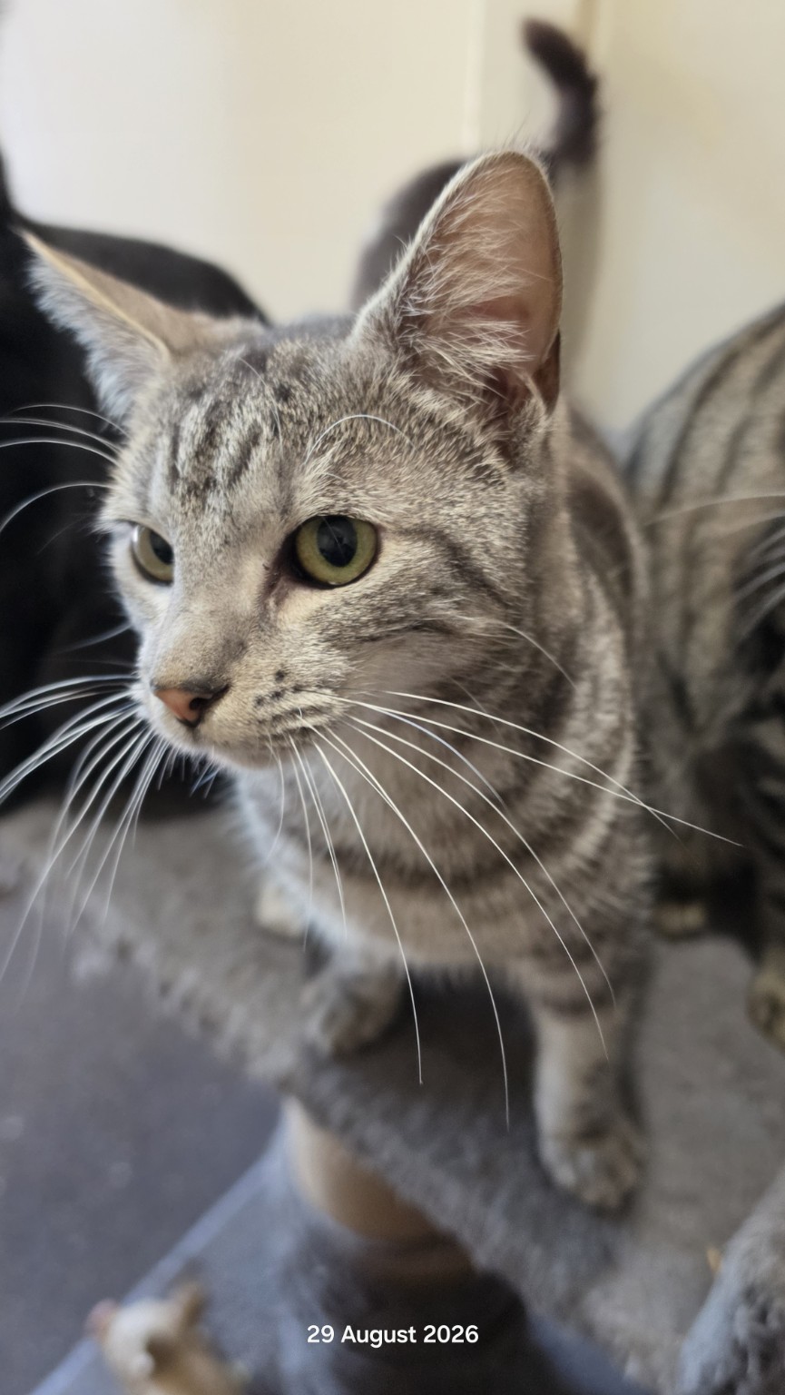 Envie, a grey tabby rescue cat, fully recovered and healthy