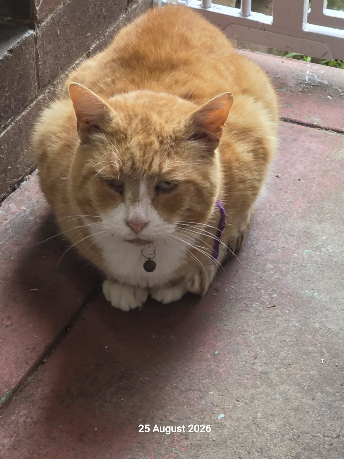 Norman, a ginger-and-white rescue cat