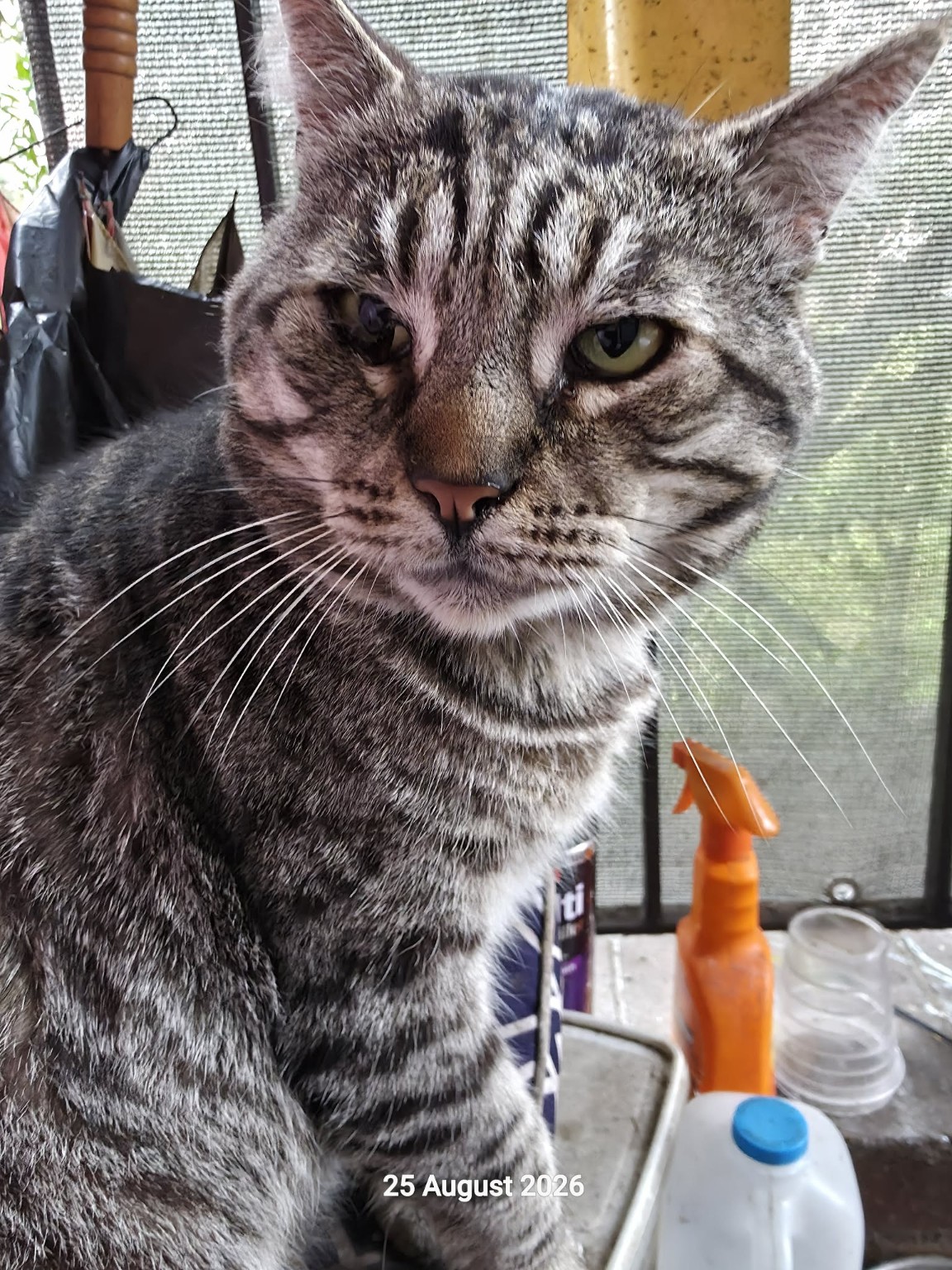 Scruffy, a tabby rescue cat