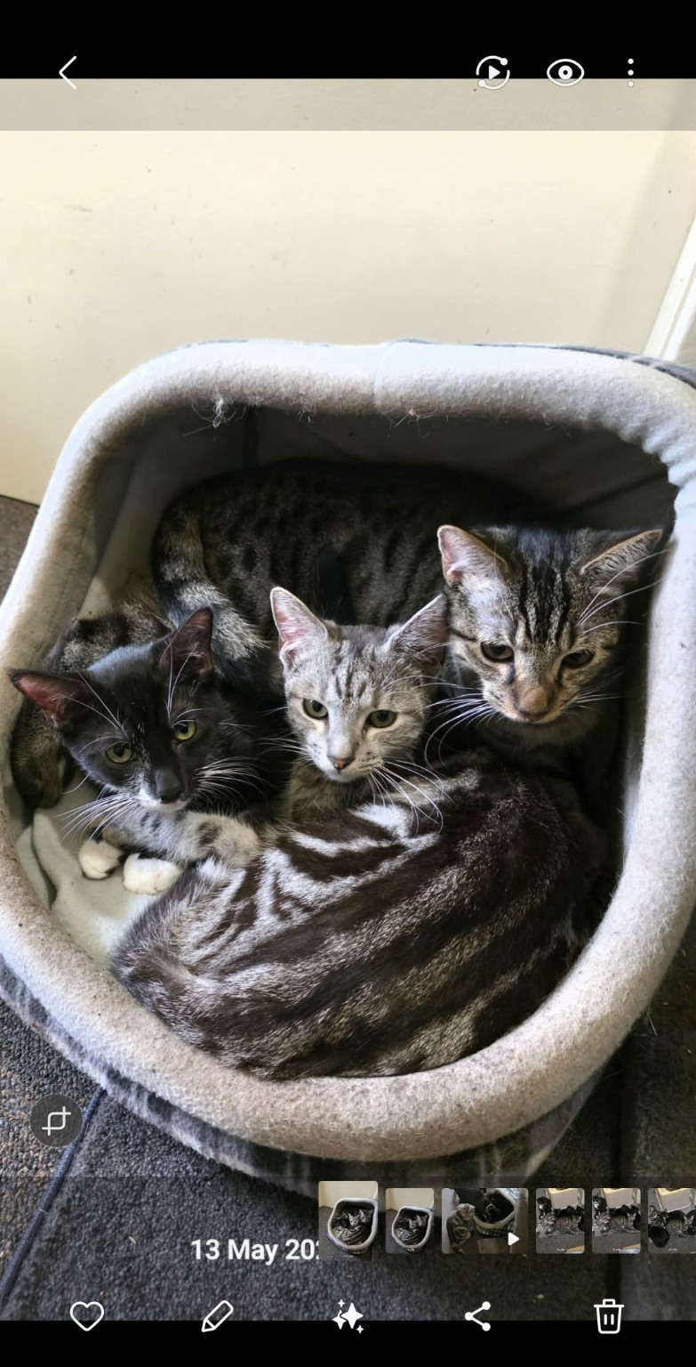 Some of Spooky’s five kittens cuddled together