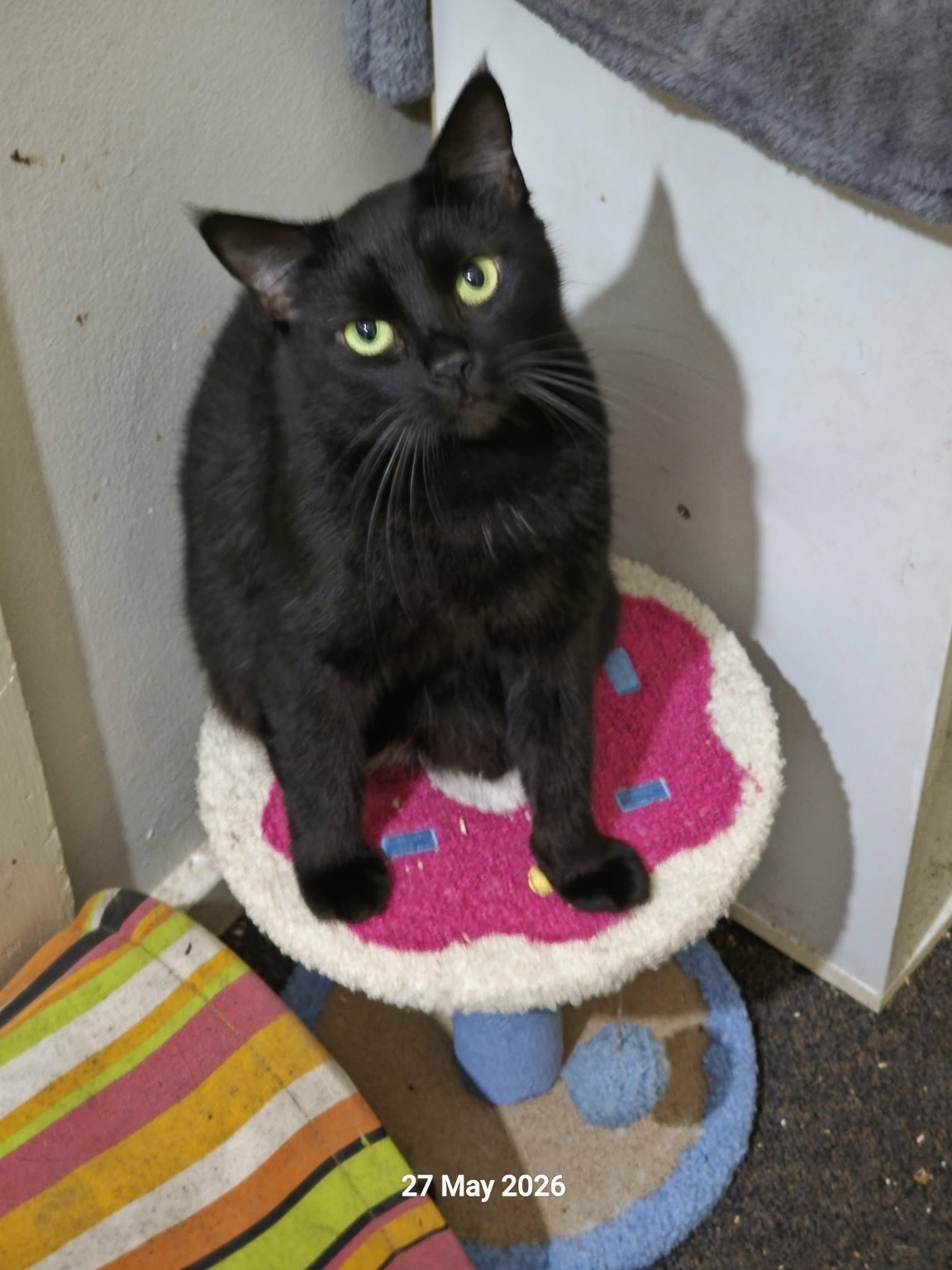 Spooky, the black mother cat