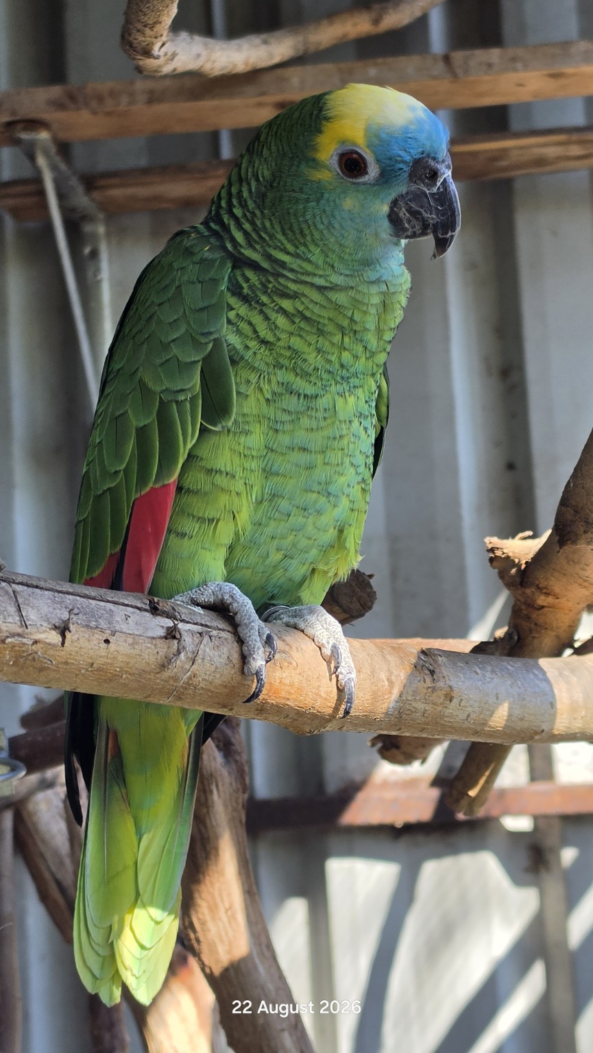 Green Amazon parrot perched in the sunshine