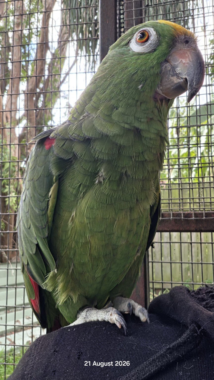 Green Amazon parrot standing calmly in the aviary