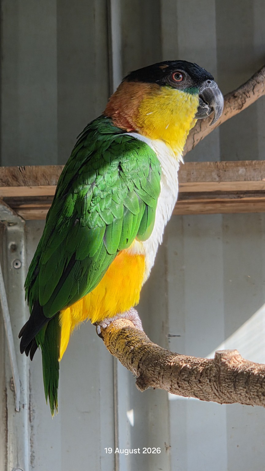Black-headed caique perched proudly on a natural branch