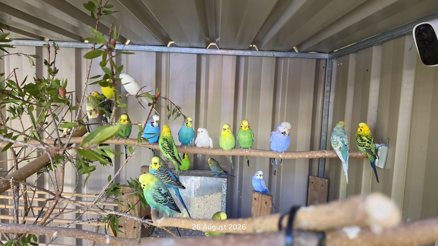 A wide view of the budgie flock inside their sanctuary aviary