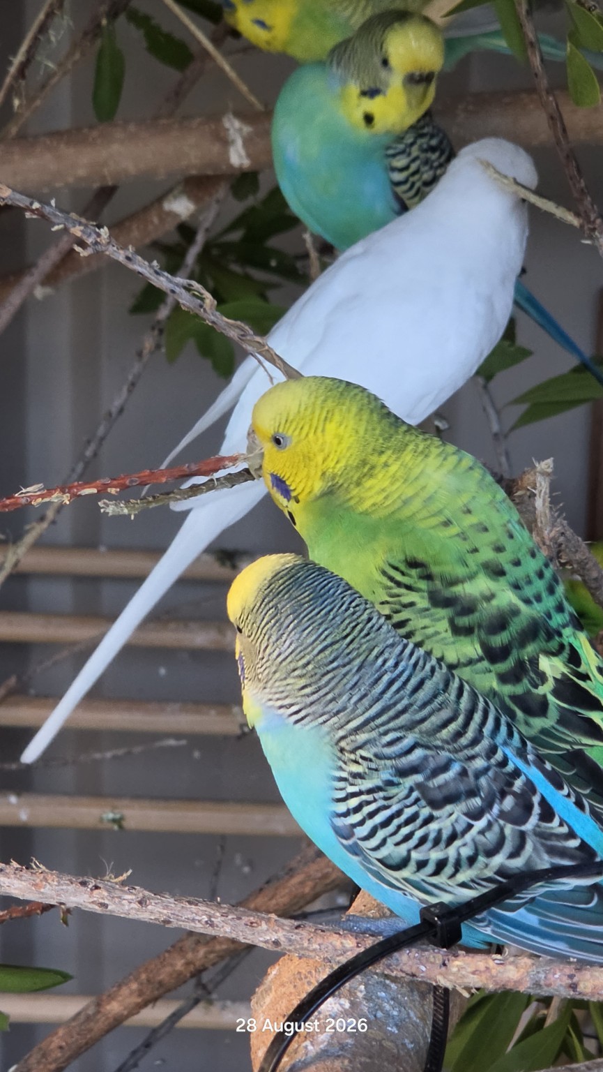 Colourful sanctuary budgies gathered on natural branches
