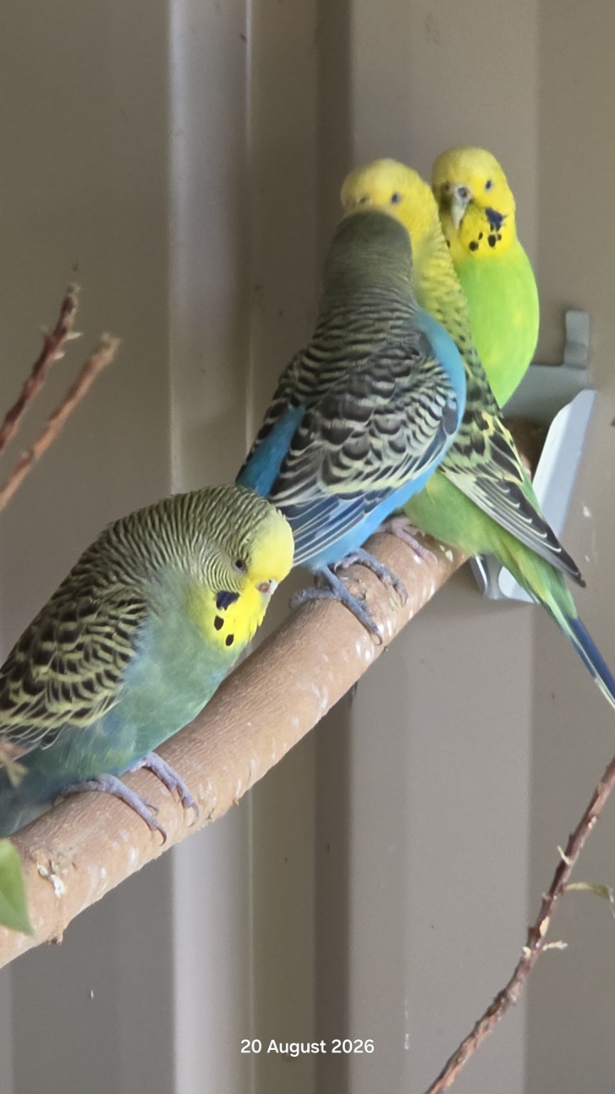 Four budgies gathered closely on a perch