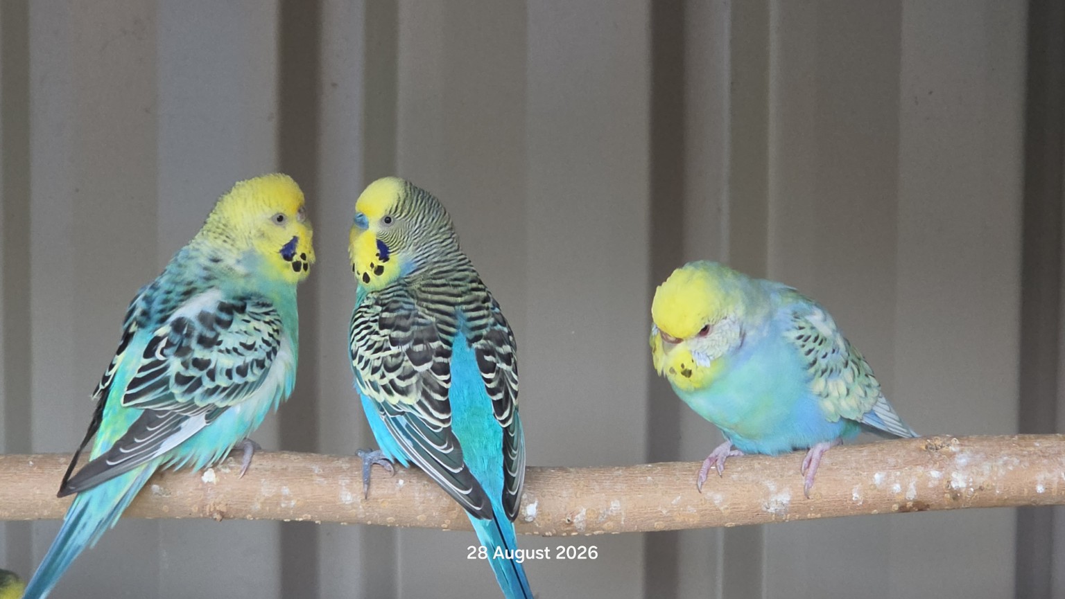 Three budgies sitting together on a perch