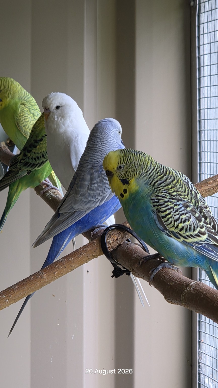 Green, white and blue budgies beside the aviary window
