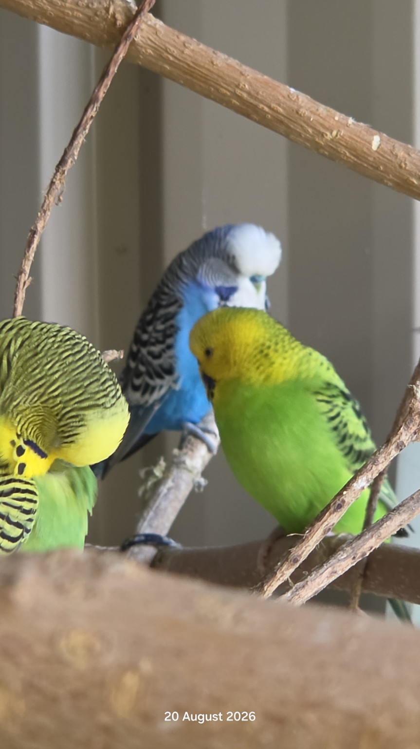 Green and blue budgies resting together in the aviary