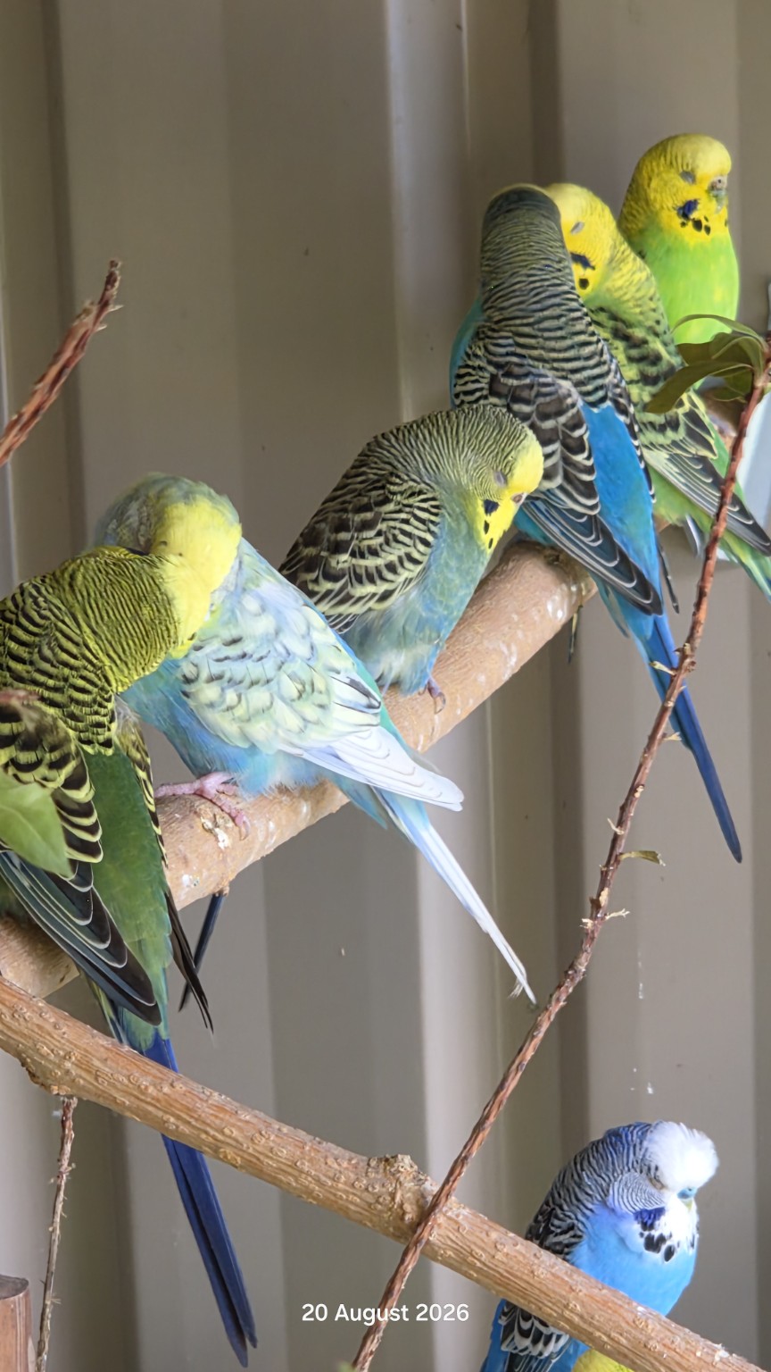 A colourful flock of budgies relaxing together on natural branches
