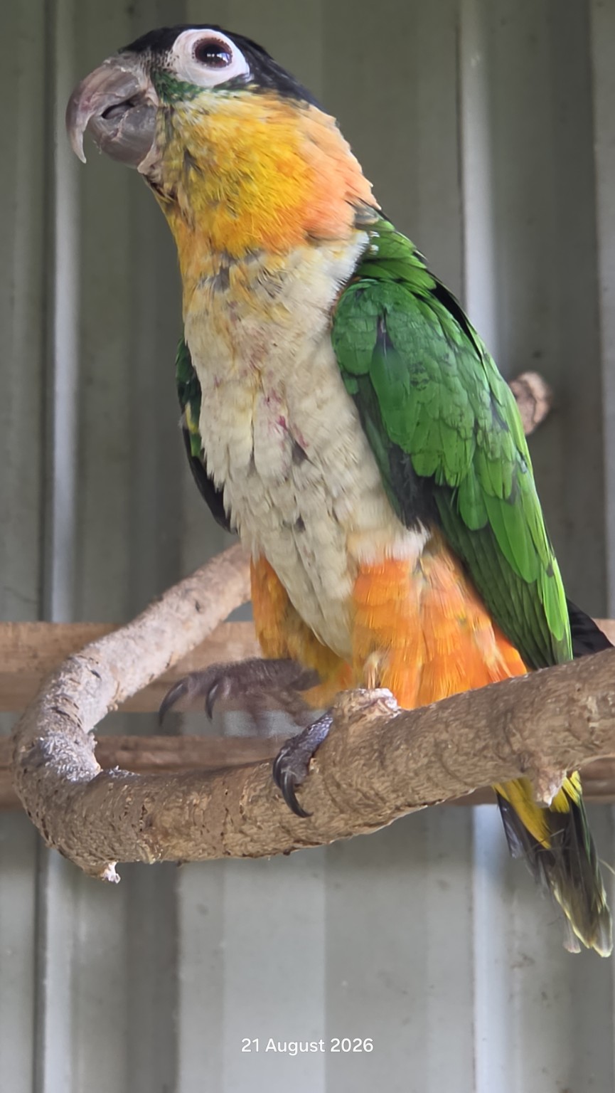 Black-headed caique perched inside the sanctuary