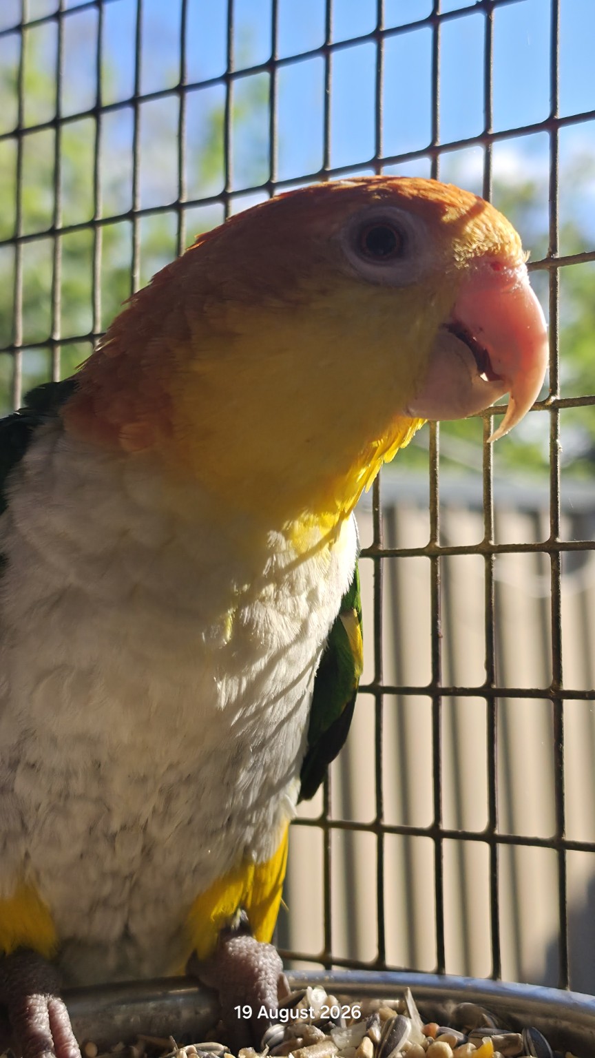 Caique enjoying sunlight beside the aviary wire