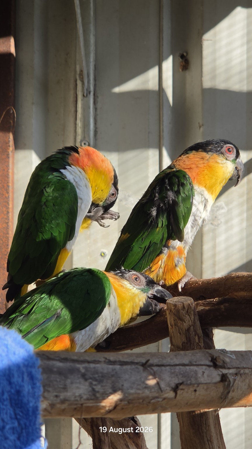 Three black-headed caiques sharing a sunny perch
