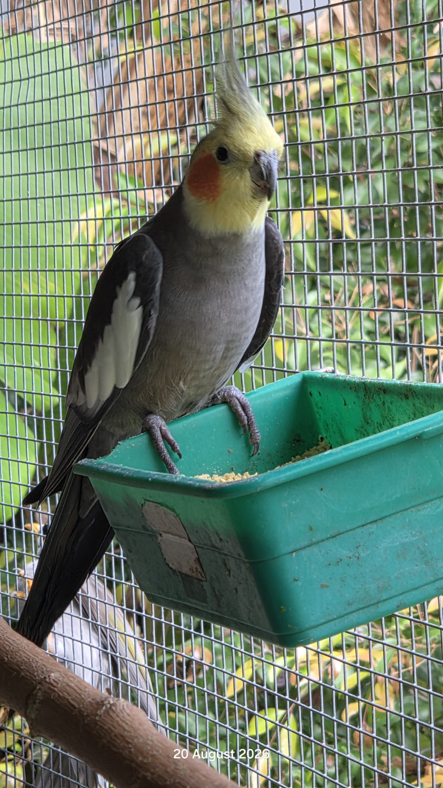 Grey cockatiel with a yellow face and orange cheeks
