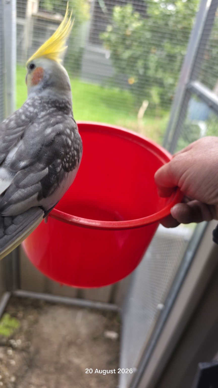 Cockatiel watching breakfast being served in the aviary