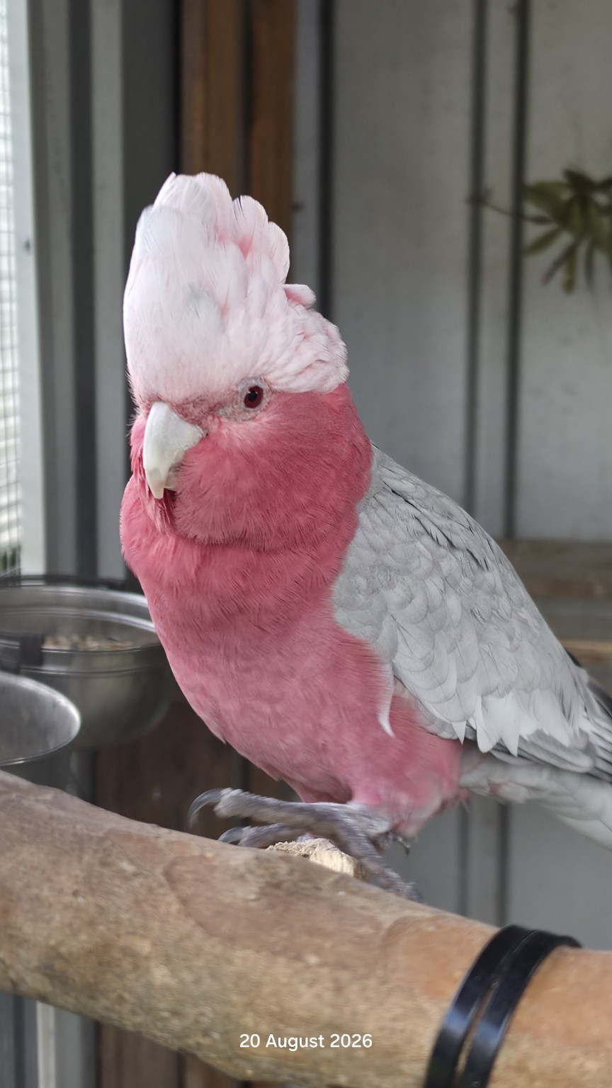 Pink and grey galah perched inside the sanctuary