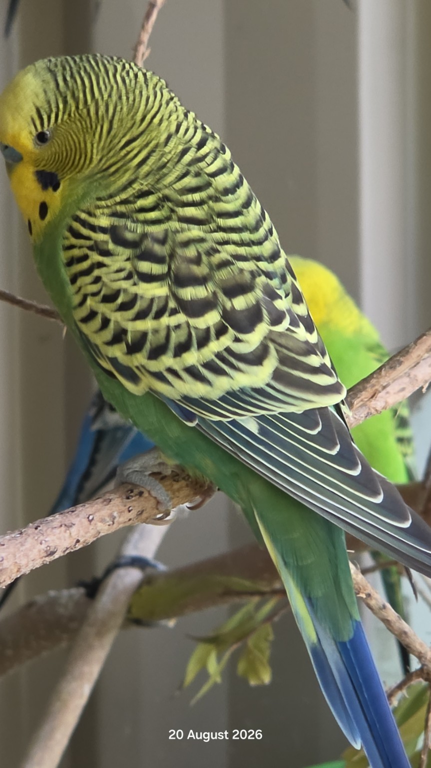 Close portrait of a green budgie perched on a natural branch