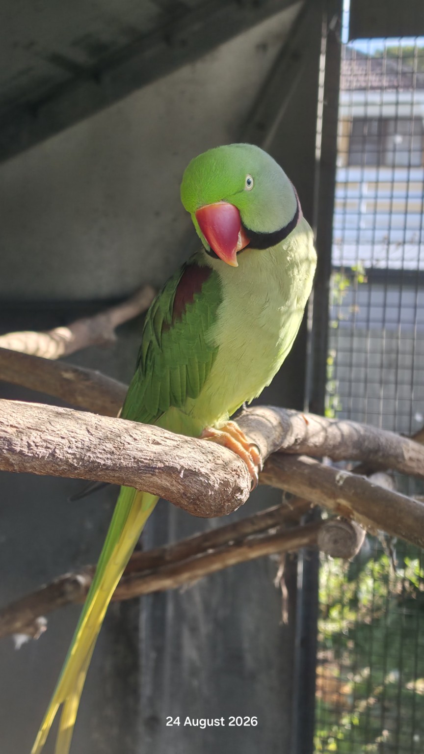 Green Alexandrine parrot perched in the sanctuary