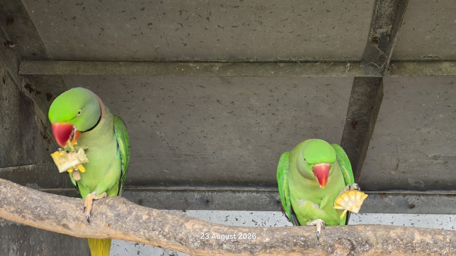 Two Indian ringnecks enjoying pieces of fresh fruit