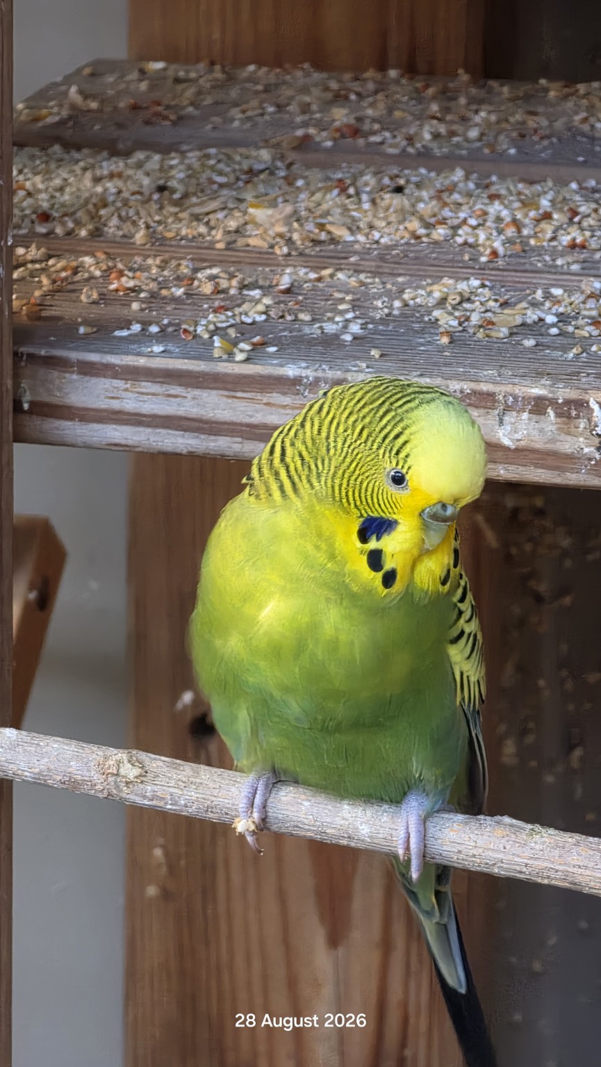 Yellow and green budgie perched inside the aviary