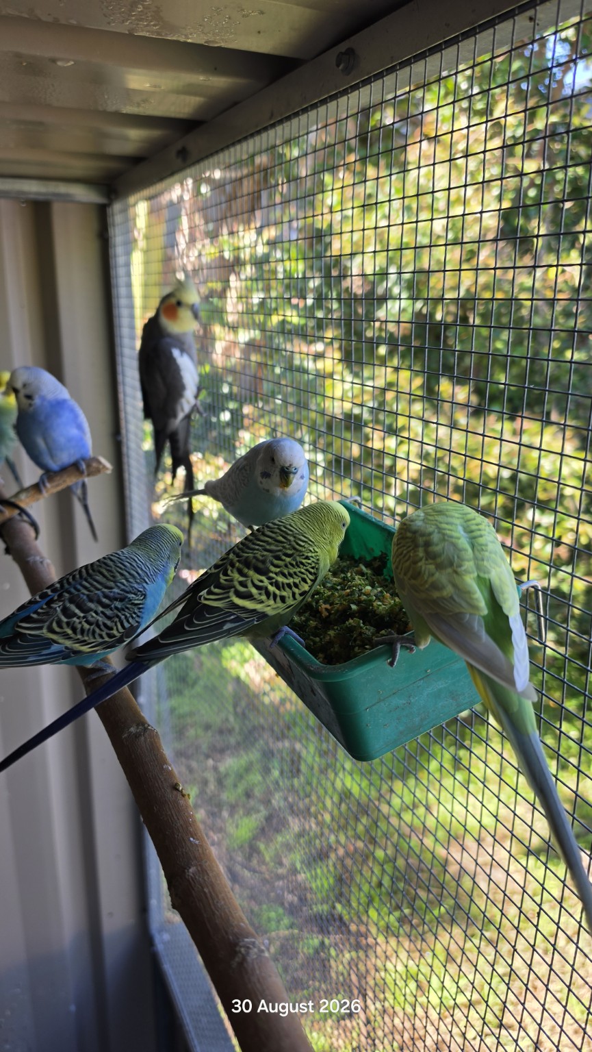 Budgies and a cockatiel gathered around a bowl of freshly prepared vegetable chop in the sanctuary aviary
