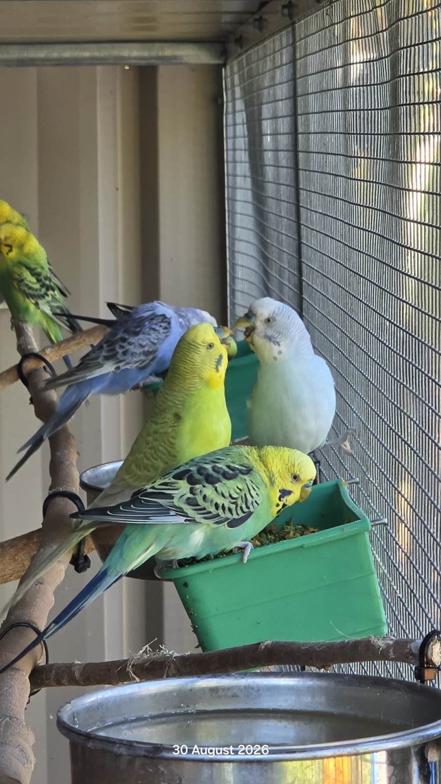 A group of sanctuary budgies eating freshly prepared vegetable chop from an aviary feeder